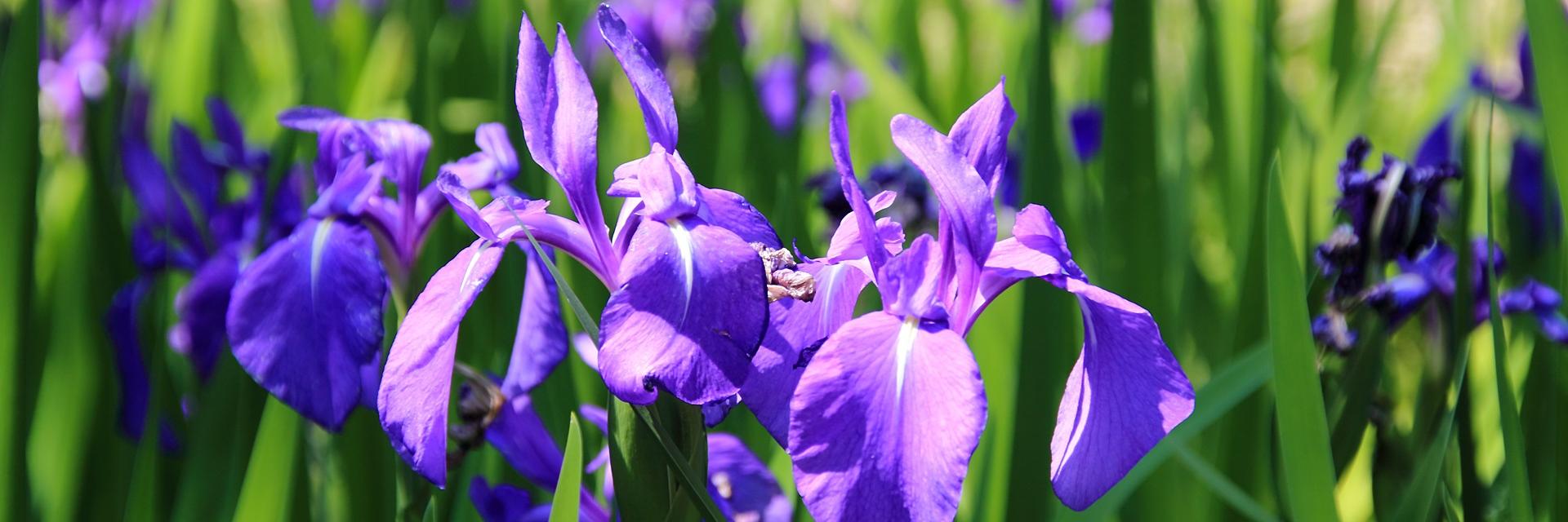 大阪市住吉区役所 banner