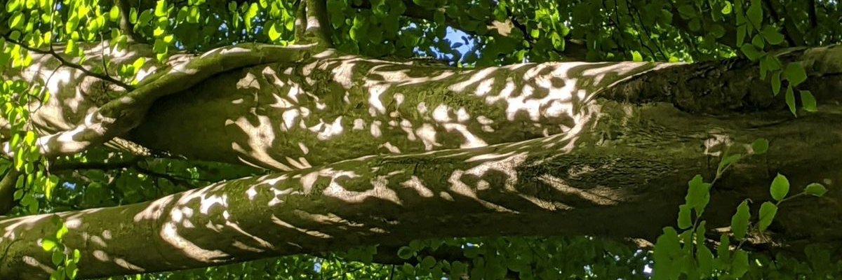 web 🦖 team fossils 🦕🌿's banner
