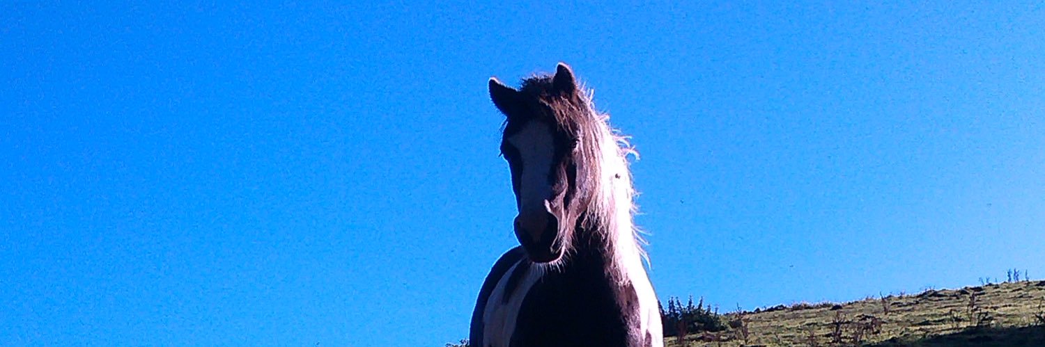 tinytimthepony's profile banner image