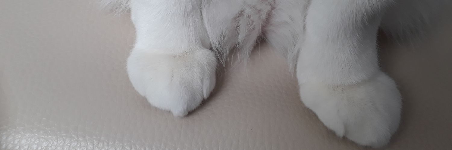 catzbian's profile banner image