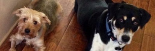 RRRector's profile banner image