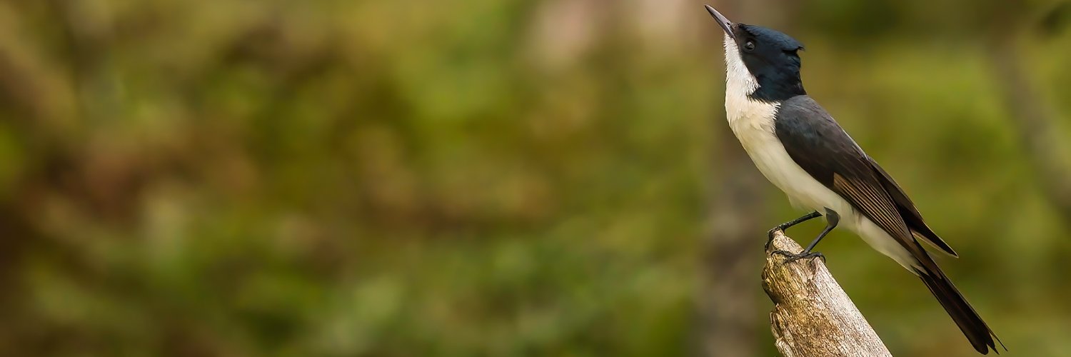 ecoscarelli2012's profile banner image