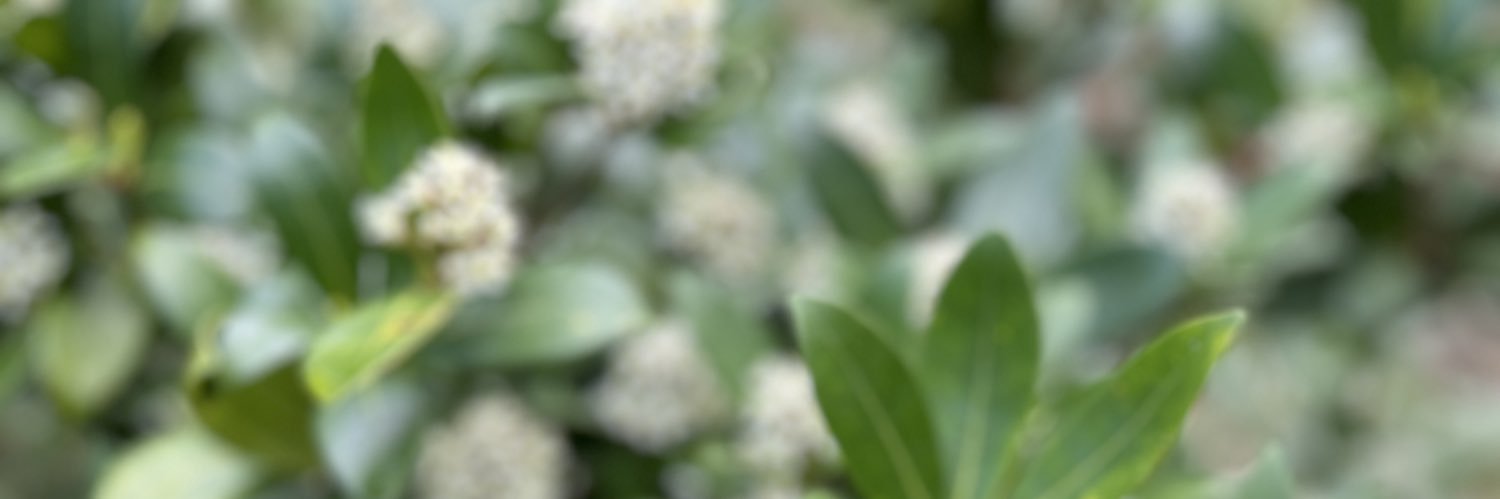 s_maiko's profile banner image