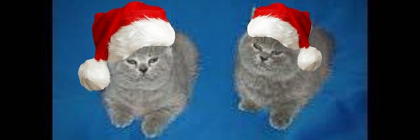 LinesTheCat Profile Banner