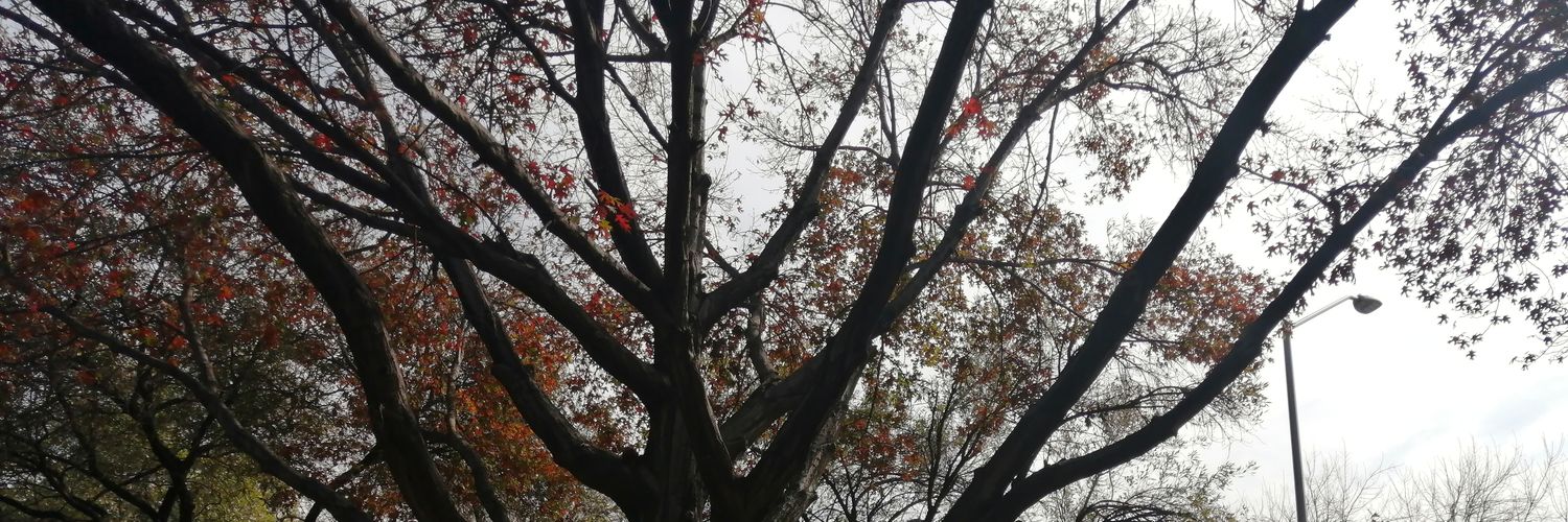 Gis🇲🇽🤘🦁 banner