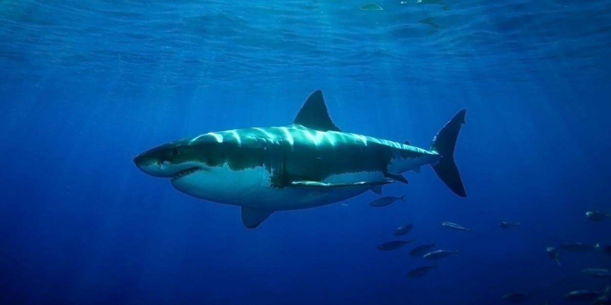 jared  obong'o banner