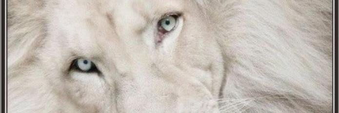 David. banner