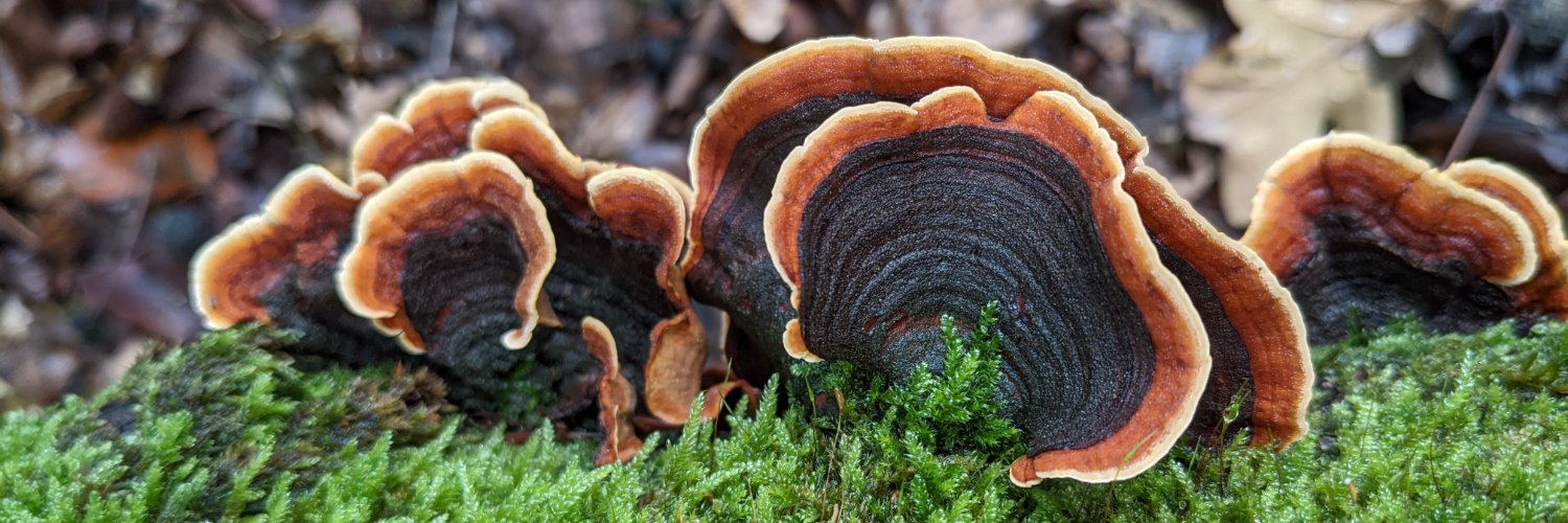 Doctoressa ecstatica banner