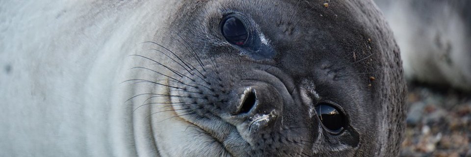 SeaWolvesSpain's profile banner image
