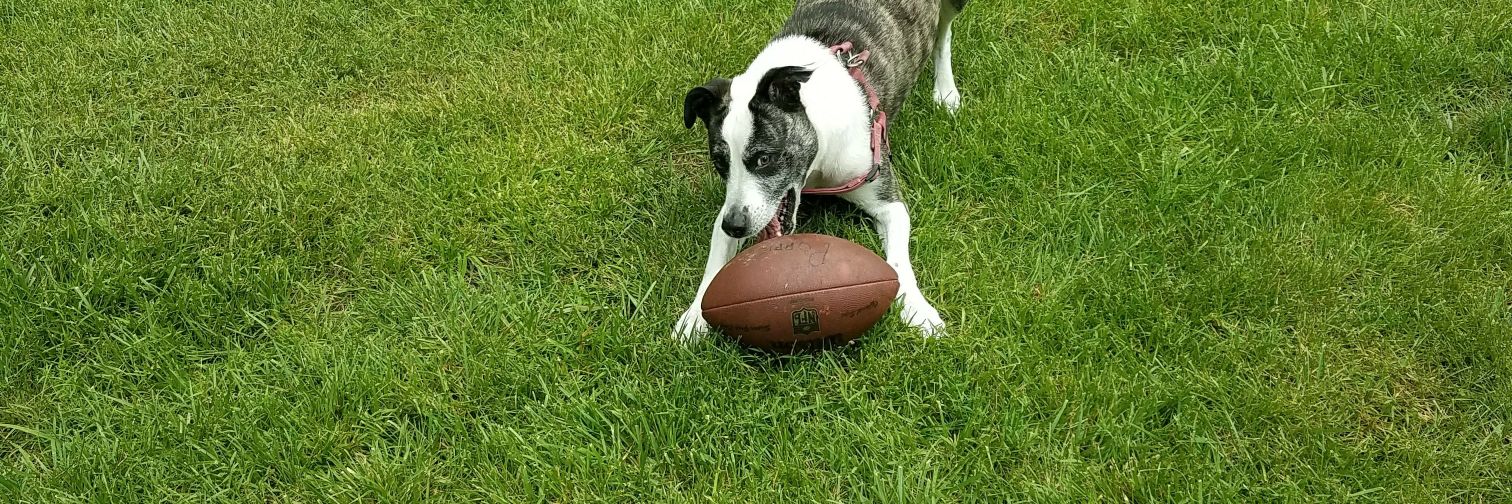 Justin Edwards banner