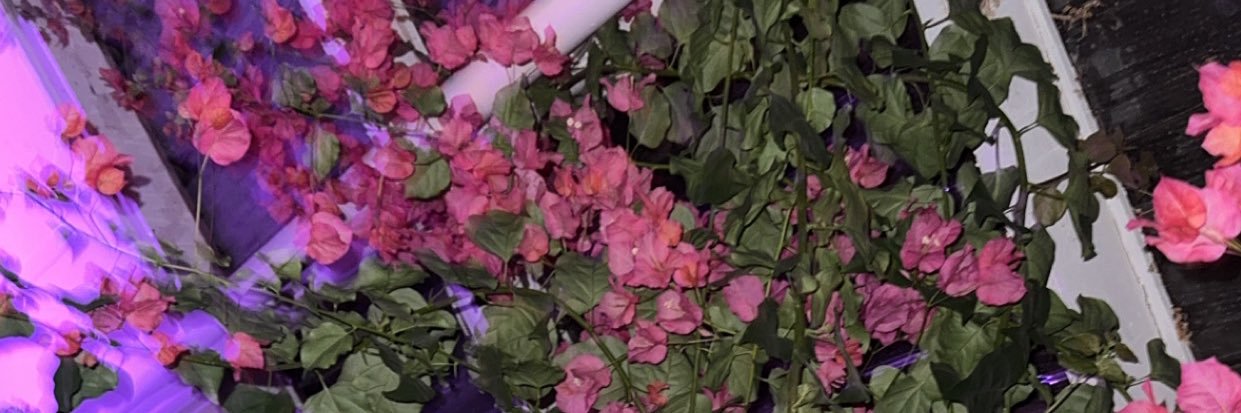 basedstormi's profile banner image