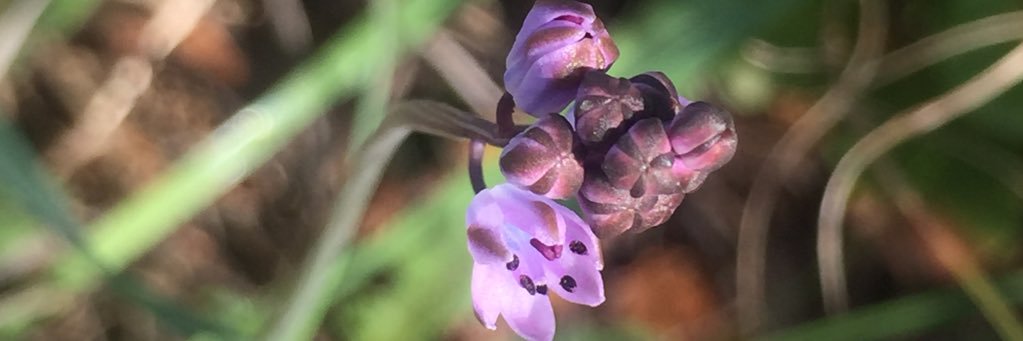 BecchelaDebora's profile banner image