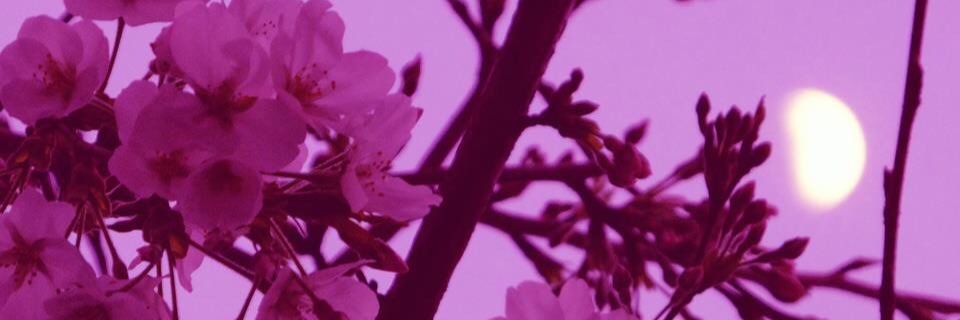 xsheeenax's profile banner image