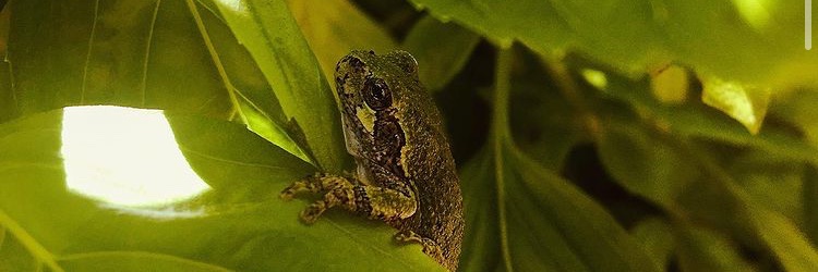 Mason Brand 🍄 banner