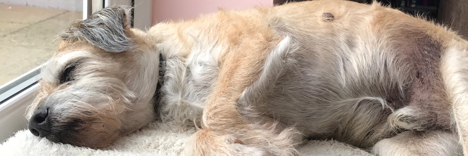 SnoopBT's profile banner image