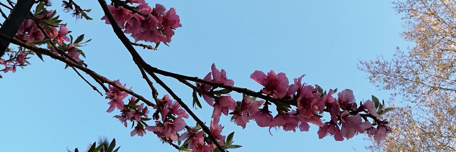 CamiiPdp's profile banner image
