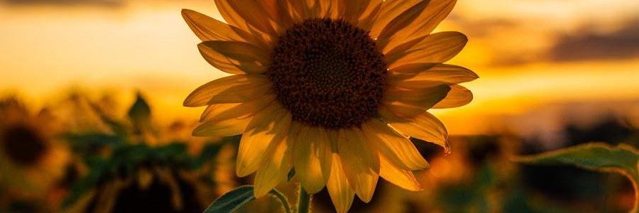 Mahii__7's profile banner image