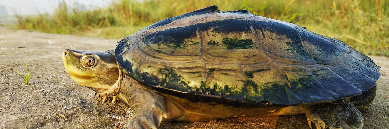 Turtle Survival Alliance INDIA banner