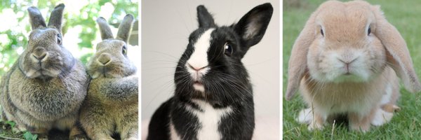 RabbitoftheDay Profile Banner