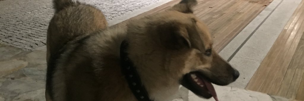 schutingen's profile banner image