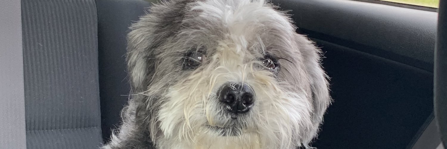 Tiny_Sandra__'s profile banner image