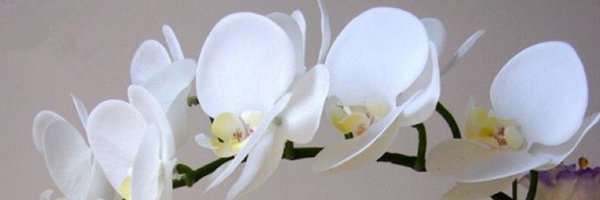 nihalozal Profile Banner