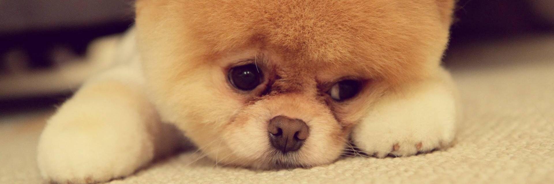 AllPetDogs's profile banner image
