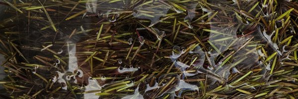 DrFishSG Profile Banner