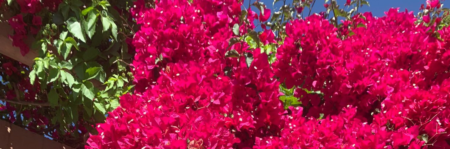 andreamasher's profile banner image