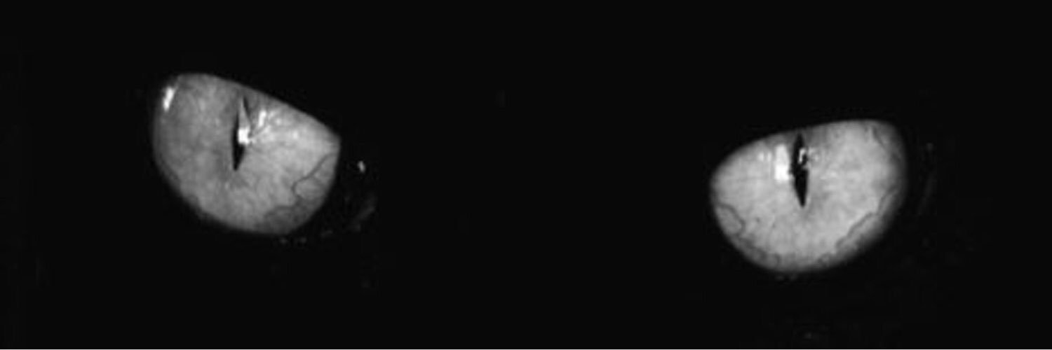 elperroblancoo's profile banner image