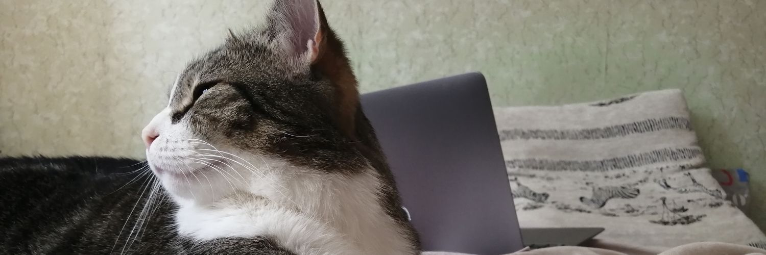 gingermycat's profile banner image