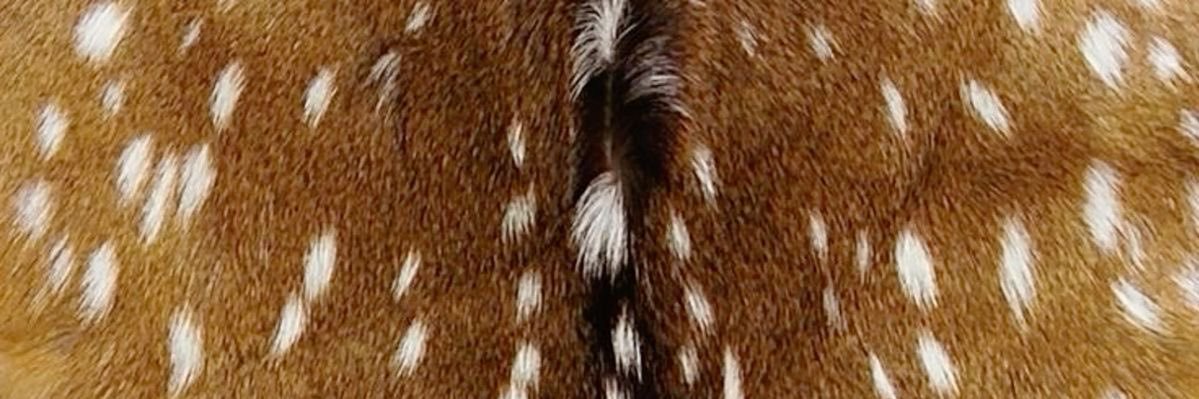 fawnybd's profile banner image