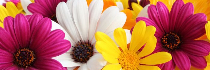 Karen Lloyd banner