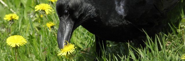 NPO法人札幌カラス研究会's banner