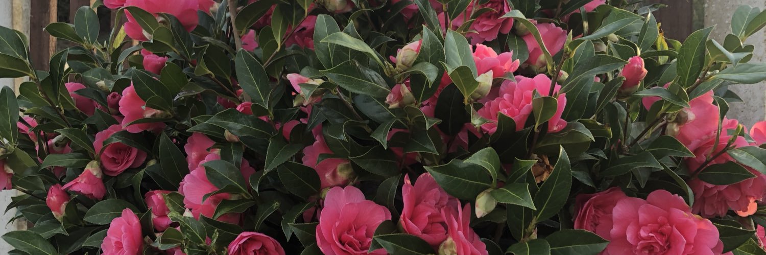 teah34's profile banner image