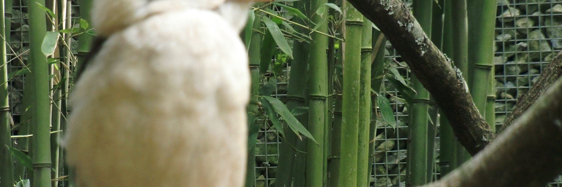Nobody banner