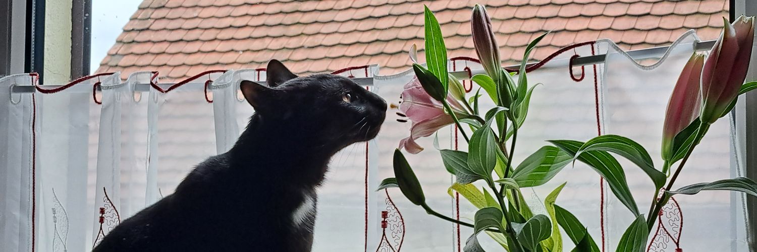 Larii 💓 banner