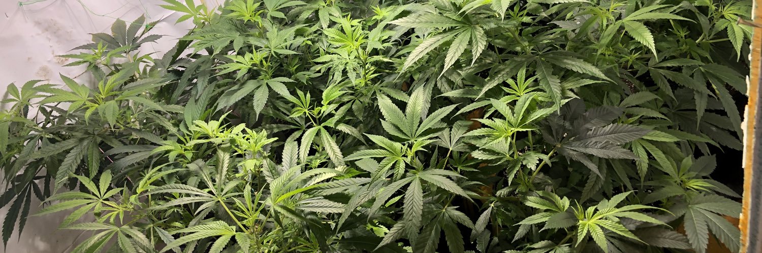 Strain hunter banner