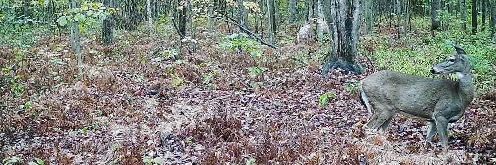 Michigan Crossbow Hunters banner