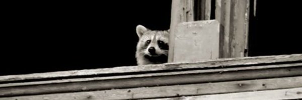 Sulsas_ Profile Banner