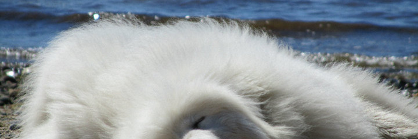 walfteam Profile Banner