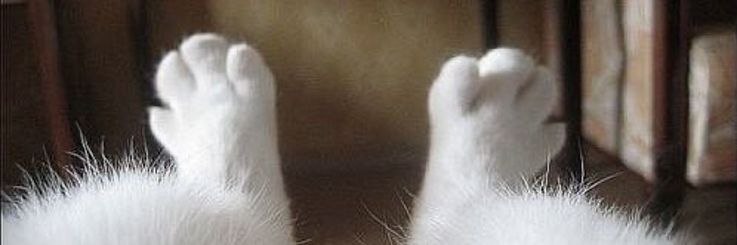 Quiperp's profile banner image