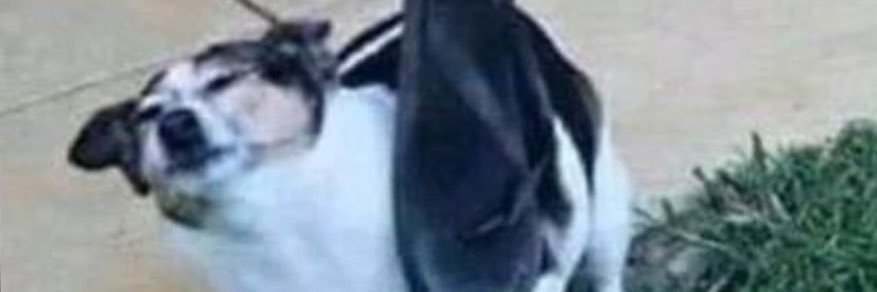 🐺 banner