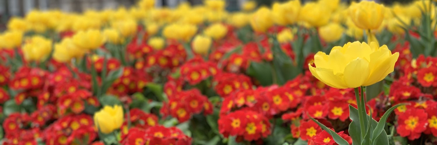 Sarah Wilson banner