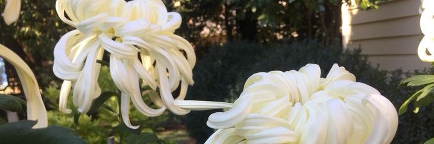sweetwtches's profile banner image
