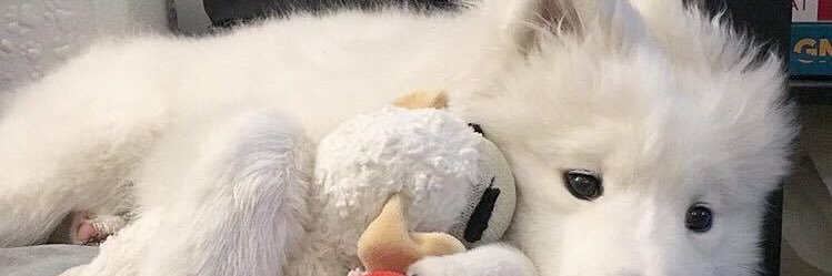 Ssave. banner