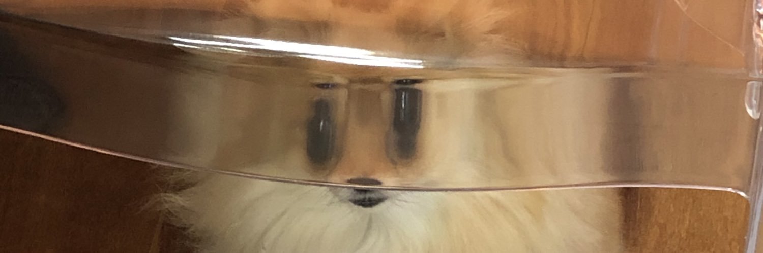 Patricia Bonca banner