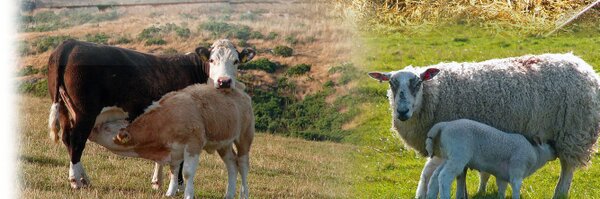 EastCoastViners Profile Banner