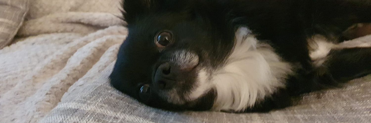 Elleydoll's profile banner image