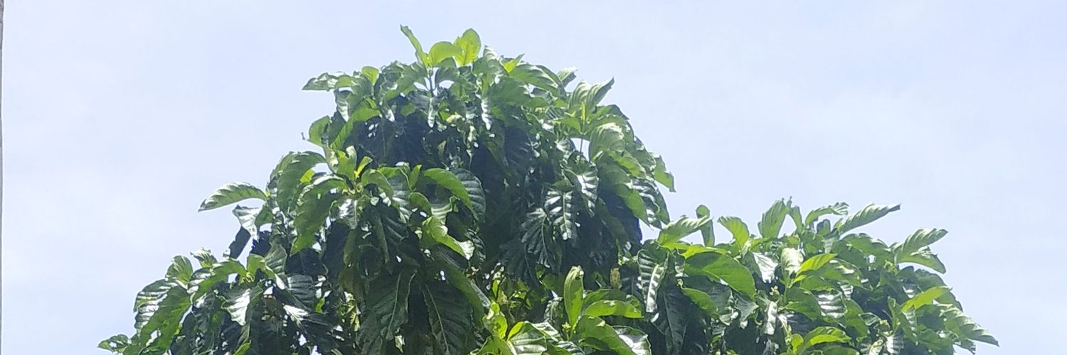 Annibal_Neto's profile banner image